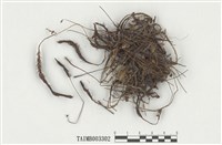 藏品(金髮苔屬)的圖片